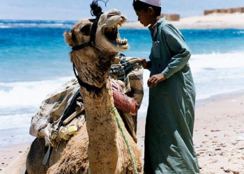 Дахаб, Египет, фото № 34949 – фотографии Египта