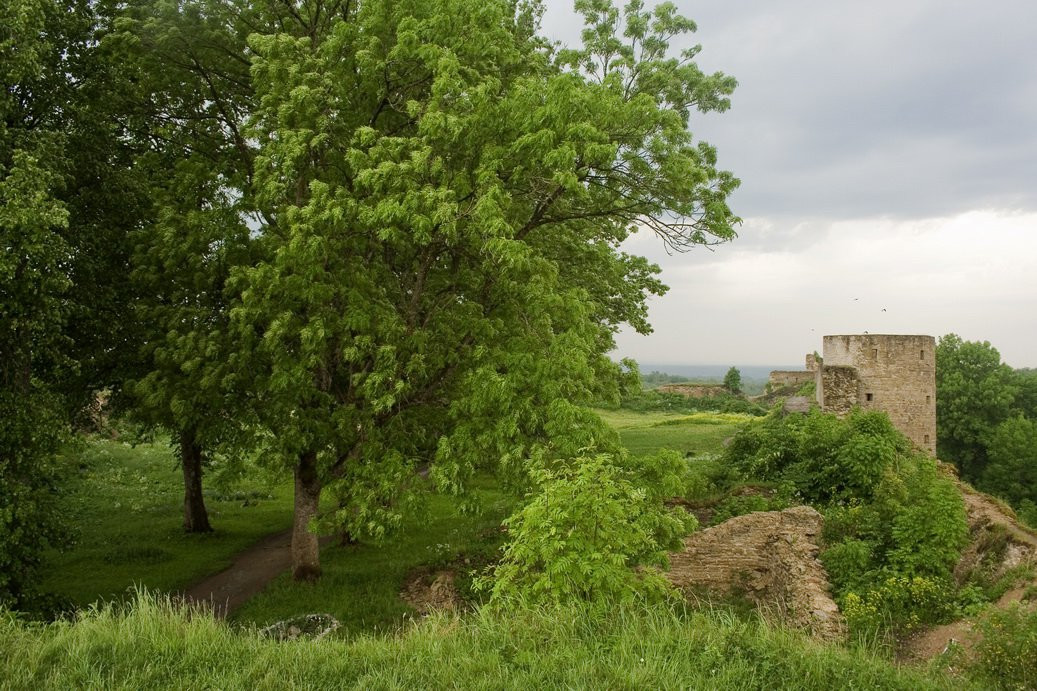 Природа в Копорье, Россия. Фото 2 – фотографии России