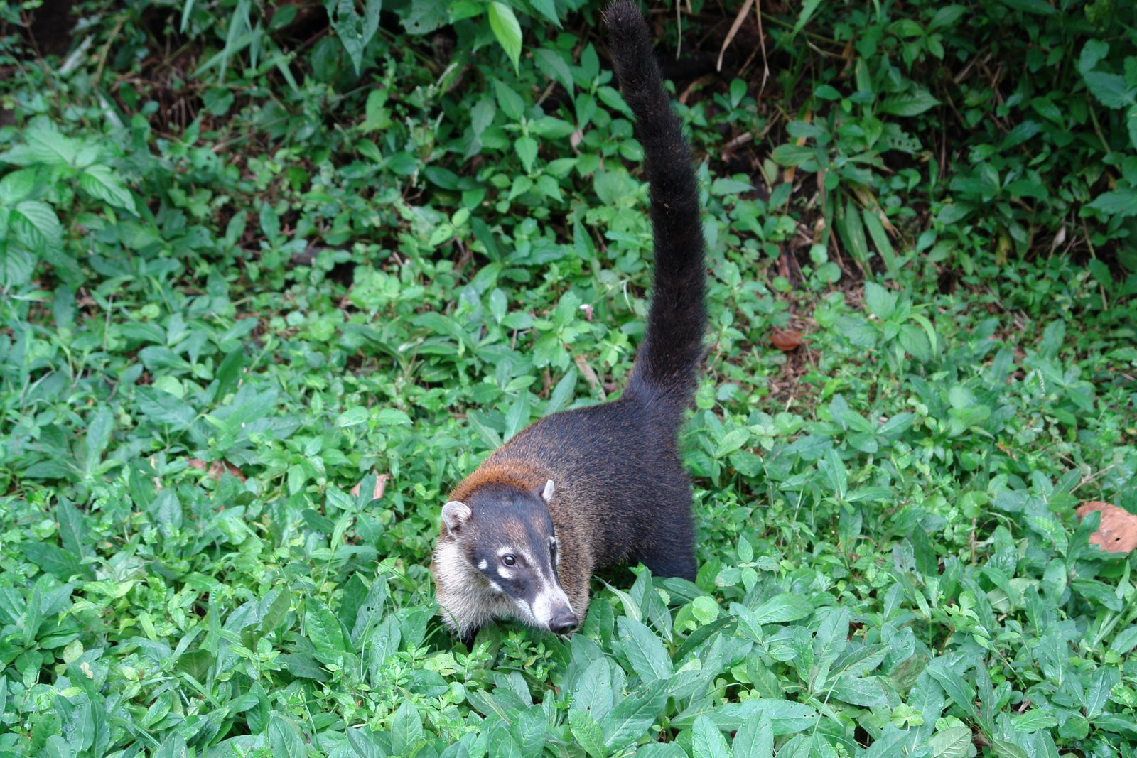 Коста-Рика, фото № 773 – фотографии Коста-Рики