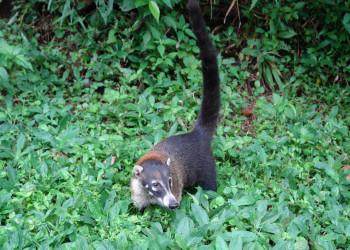 Коста-Рика, фото № 773 – фотографии Коста-Рики