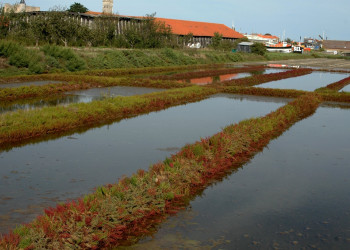 Нуармутье, Франция – фотографии Франции