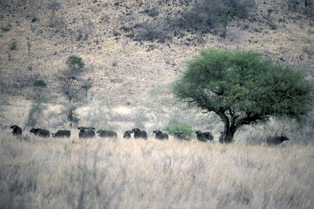 Национальный парк Омо, Эфиопия. Фото 3 – фотографии Эфиопии