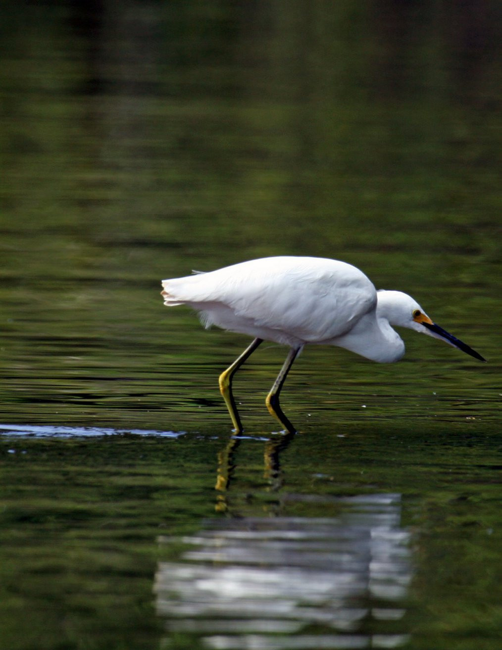 Тортугеро Национальный парк, Лимон провинция, Коста-Рика, фото № 40315 – фотографии Коста-Рики