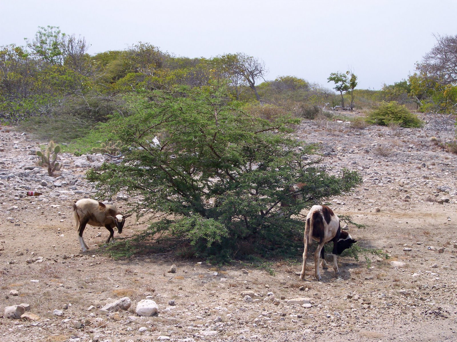 Бонайре остров, Карибские Нидерланды, фото № 76647 – фотографии Карибских Нидерландов