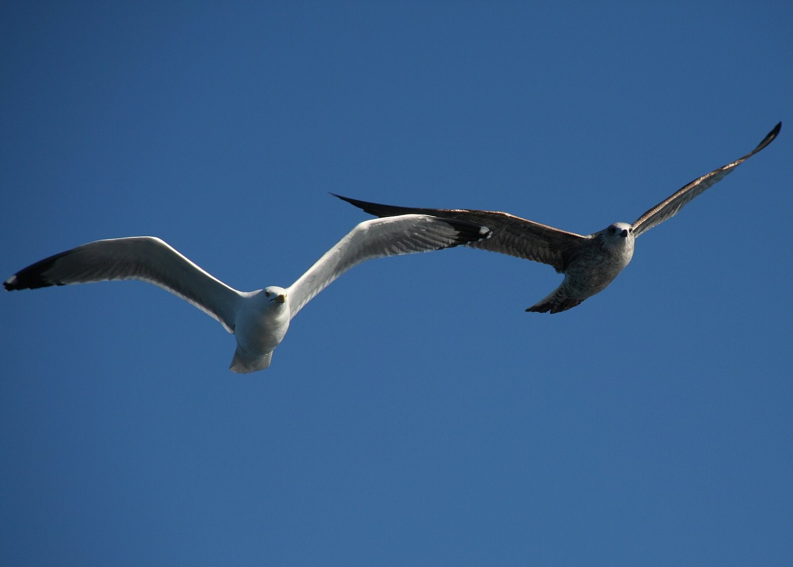 Птицы на острове Лошинь, Хорватия. Фото 1 – фотографии Хорватии