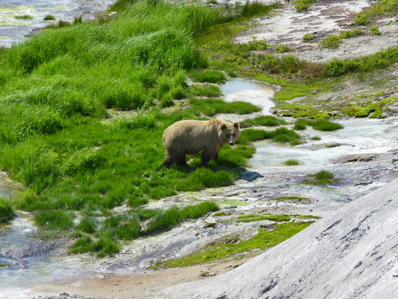 Любопытный мишка в кальдере вулкана Узон на Камчатке – фотографии России