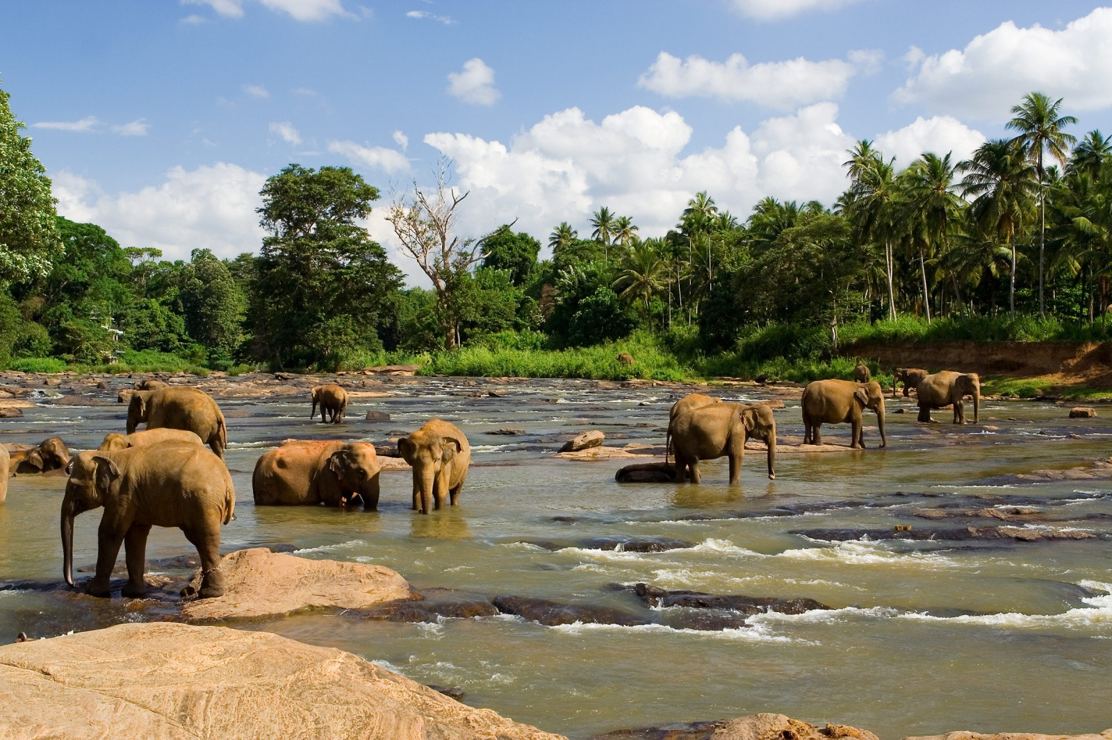 Слоновий питомник Пиннавела на острове Шри-Ланка. Фото 5 – фотографии Шри-Ланки