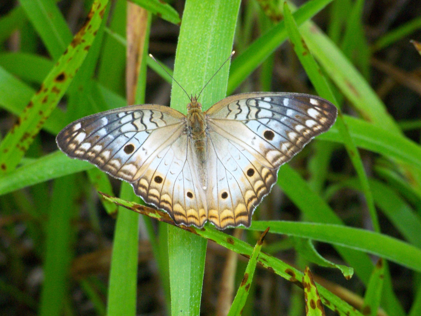 Санта Роза Национальный Парк, Гуанакасте провинция, Коста-Рика, фото № 39318 – фотографии Коста-Рики