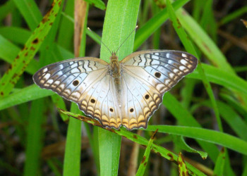 Санта Роза Национальный Парк, Гуанакасте провинция, Коста-Рика, фото № 39318 – фотографии Коста-Рики