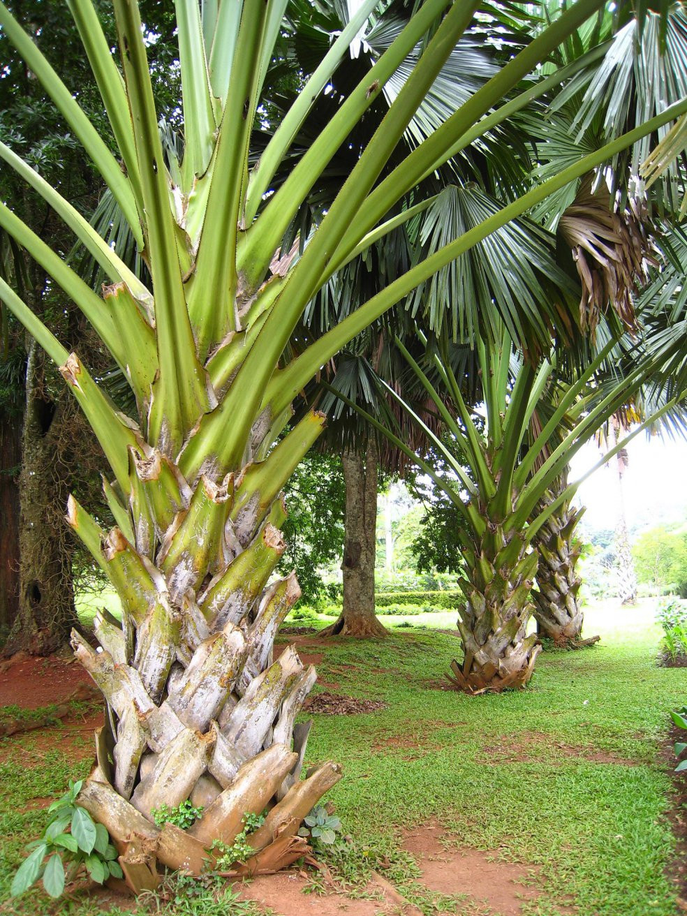 Канди, Шри-Ланка, фото № 51415 – фотографии Шри-Ланки