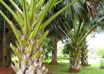 Канди, Шри-Ланка, фото № 51415 – фотографии Шри-Ланки