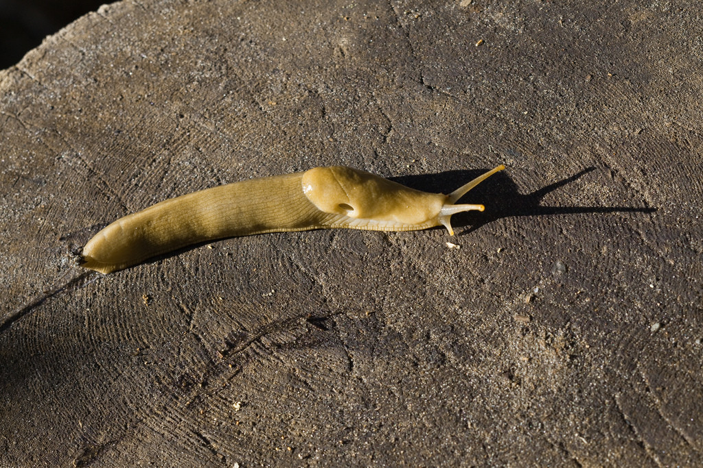 Национальный парк Олимпик (Olympic National Park) в США. Фото 1 – фотографии США