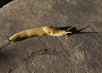 Национальный парк Олимпик (Olympic National Park) в США. Фото 1 – фотографии США