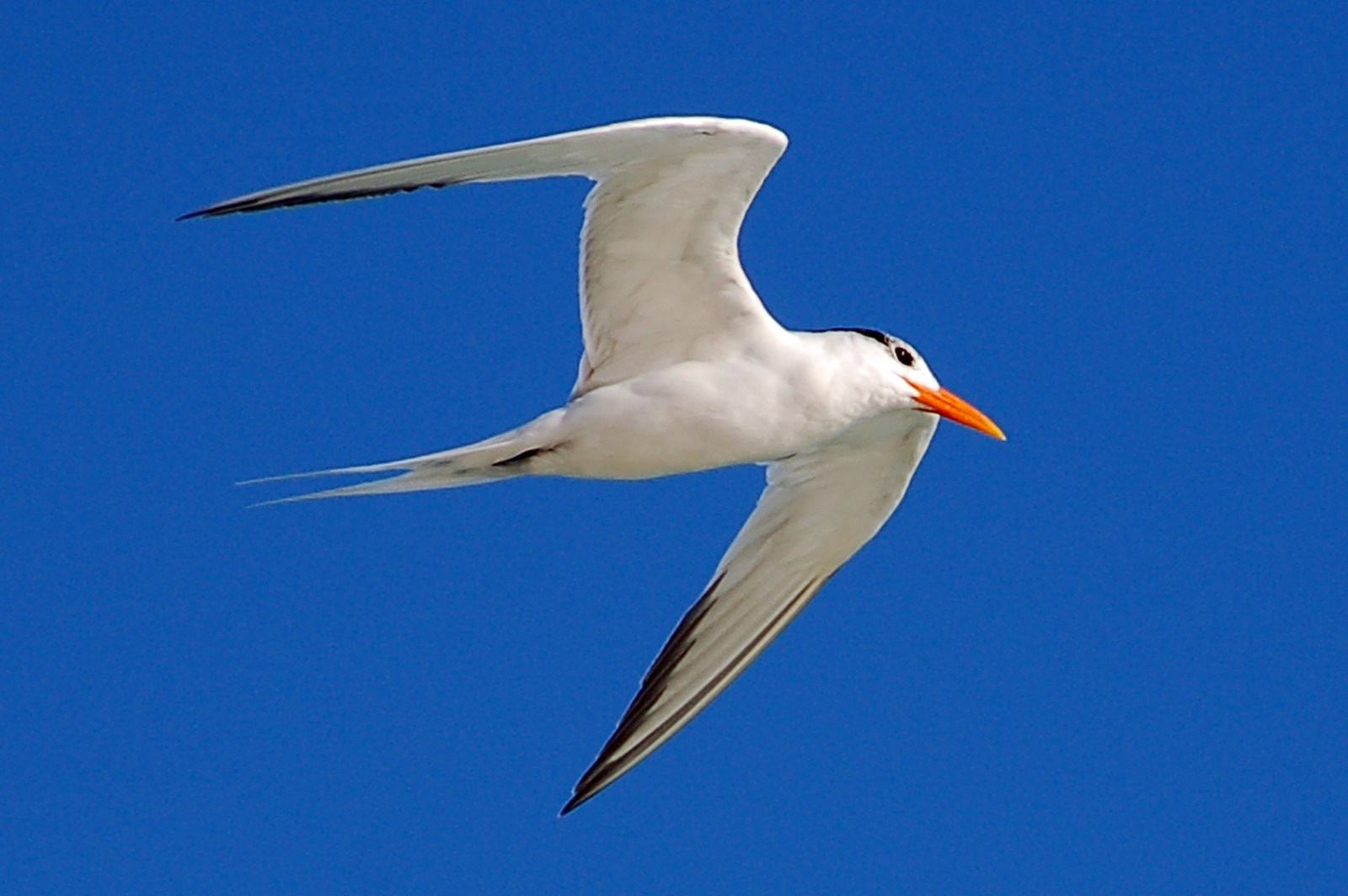 Птица в Кайо-Санта-Мария, Куба. Фото 2 – фотографии Кубы