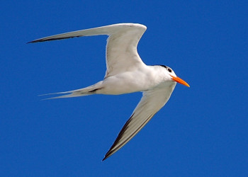 Птица в Кайо-Санта-Мария, Куба. Фото 2 – фотографии Кубы