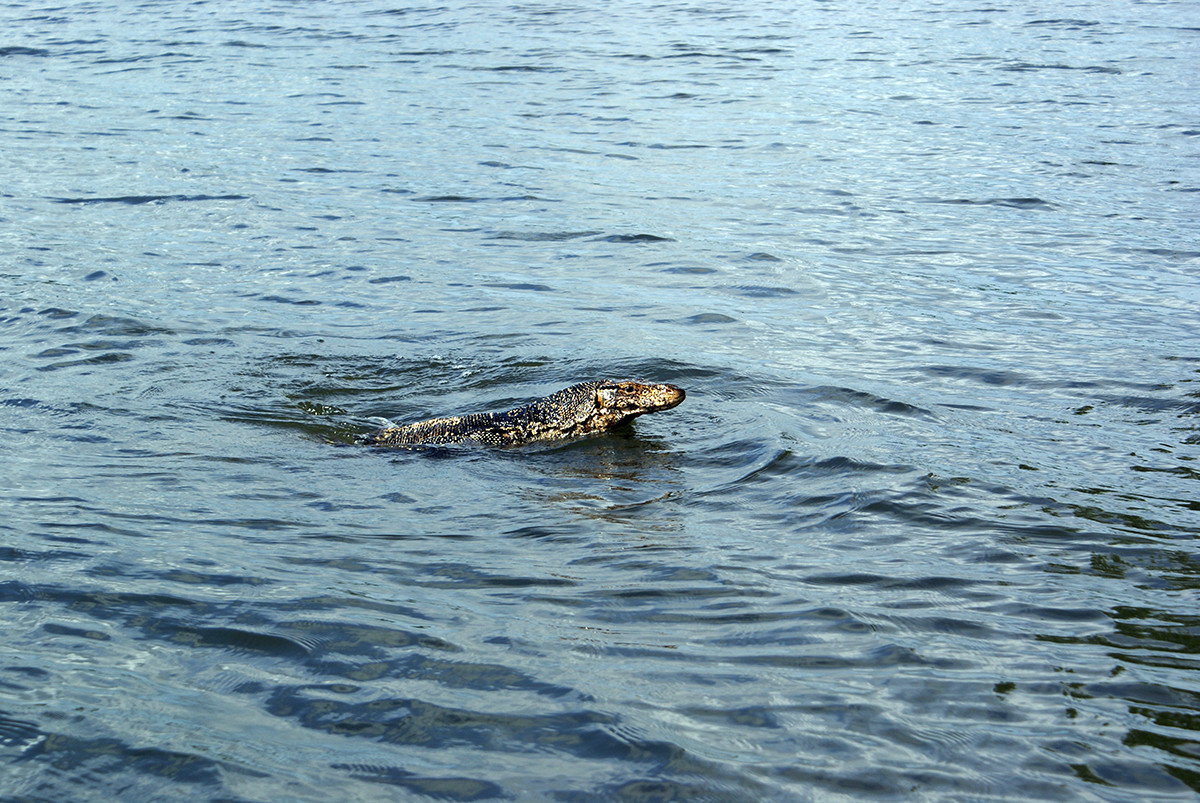 Вроде как варан плывёт – фотографии Шри-Ланки