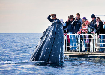 Встречи с китами в Байрон-Бей (Byron Bay) – фотографии Австралии