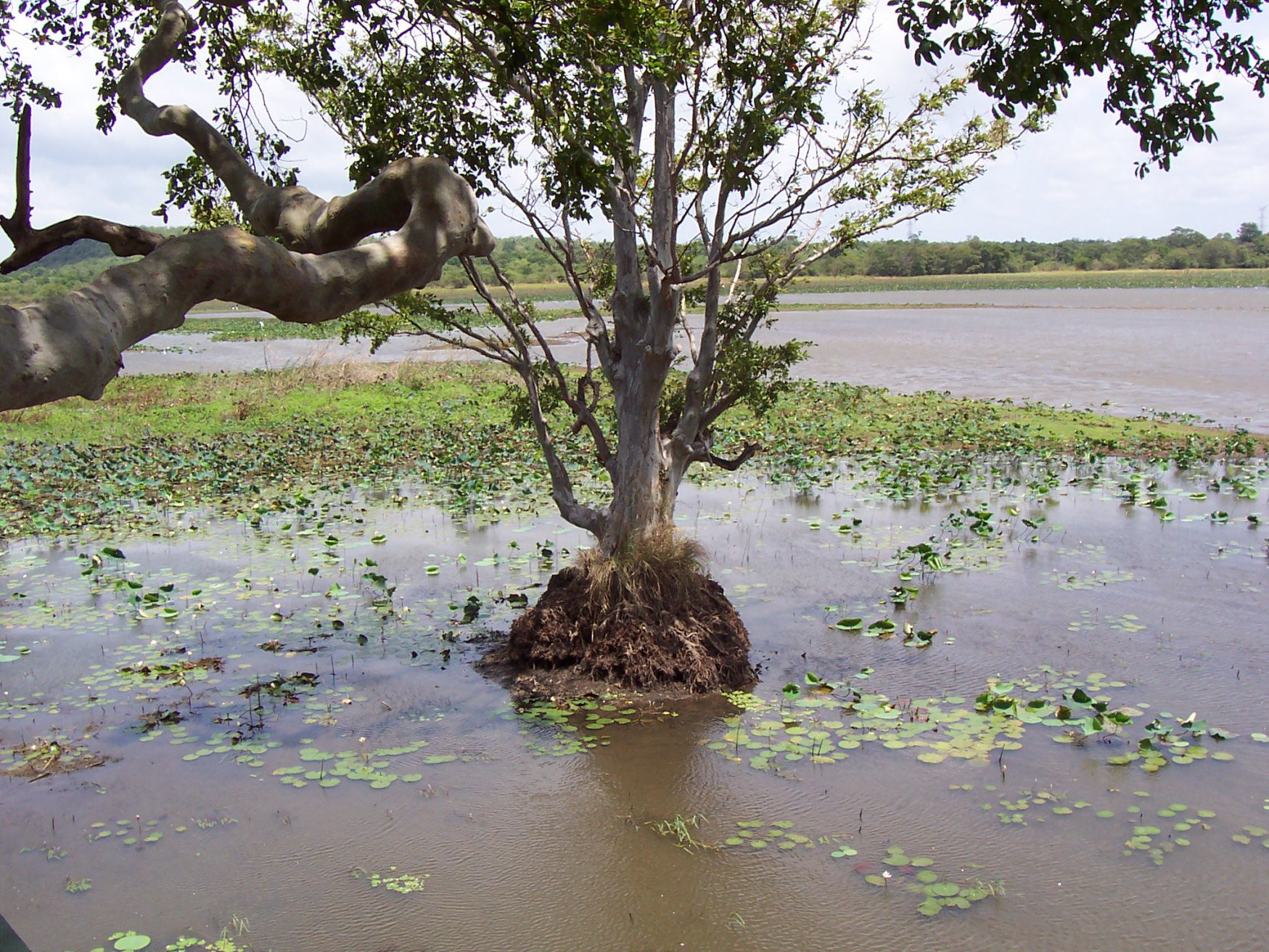 Хабарана, Шри-Ланка, фото № 52474 – фотографии Шри-Ланки