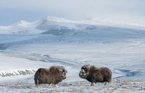 Овцебыки зимой на острове Врангеля. Фото 1 – фотографии России