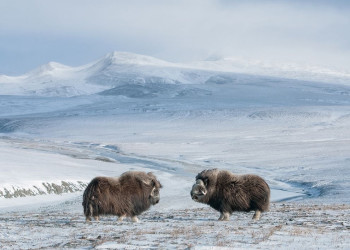 Овцебыки зимой на острове Врангеля. Фото 1 – фотографии России