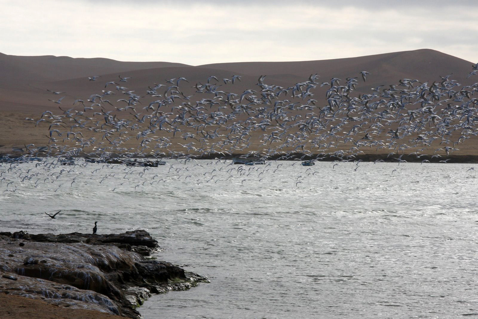 Заповедник Паракас на западе Перу – фотографии Перу