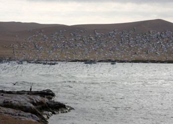 Заповедник Паракас на западе Перу – фотографии Перу