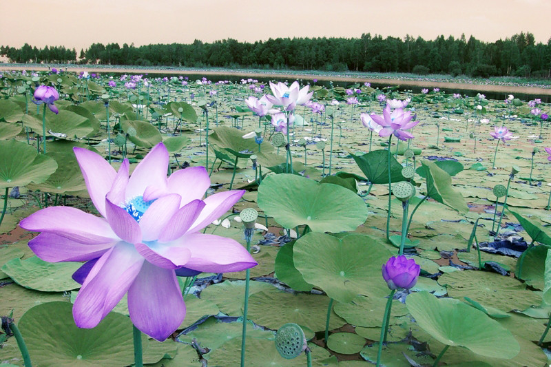 Лотосы в Хинганском заповеднике в Амурской области – фотографии России