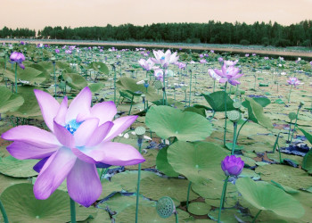 Лотосы в Хинганском заповеднике в Амурской области – фотографии России