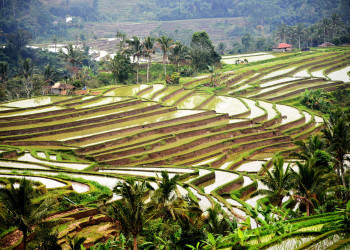 Рисовые террасы Jatiluwih, Бали. Фото 5 – фотографии Индонезии