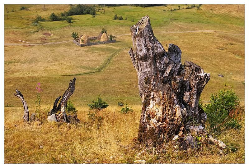 Поле в Национальном парке, Черногория. Фото 9 – фотографии Черногории