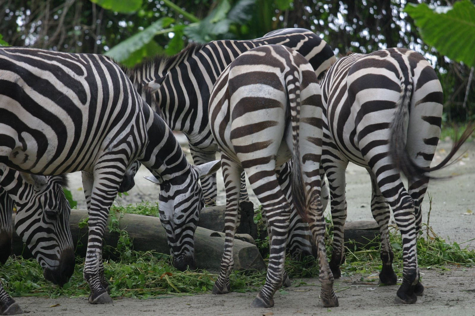 Сингапур, фото № 3279 – фотографии Сингапура