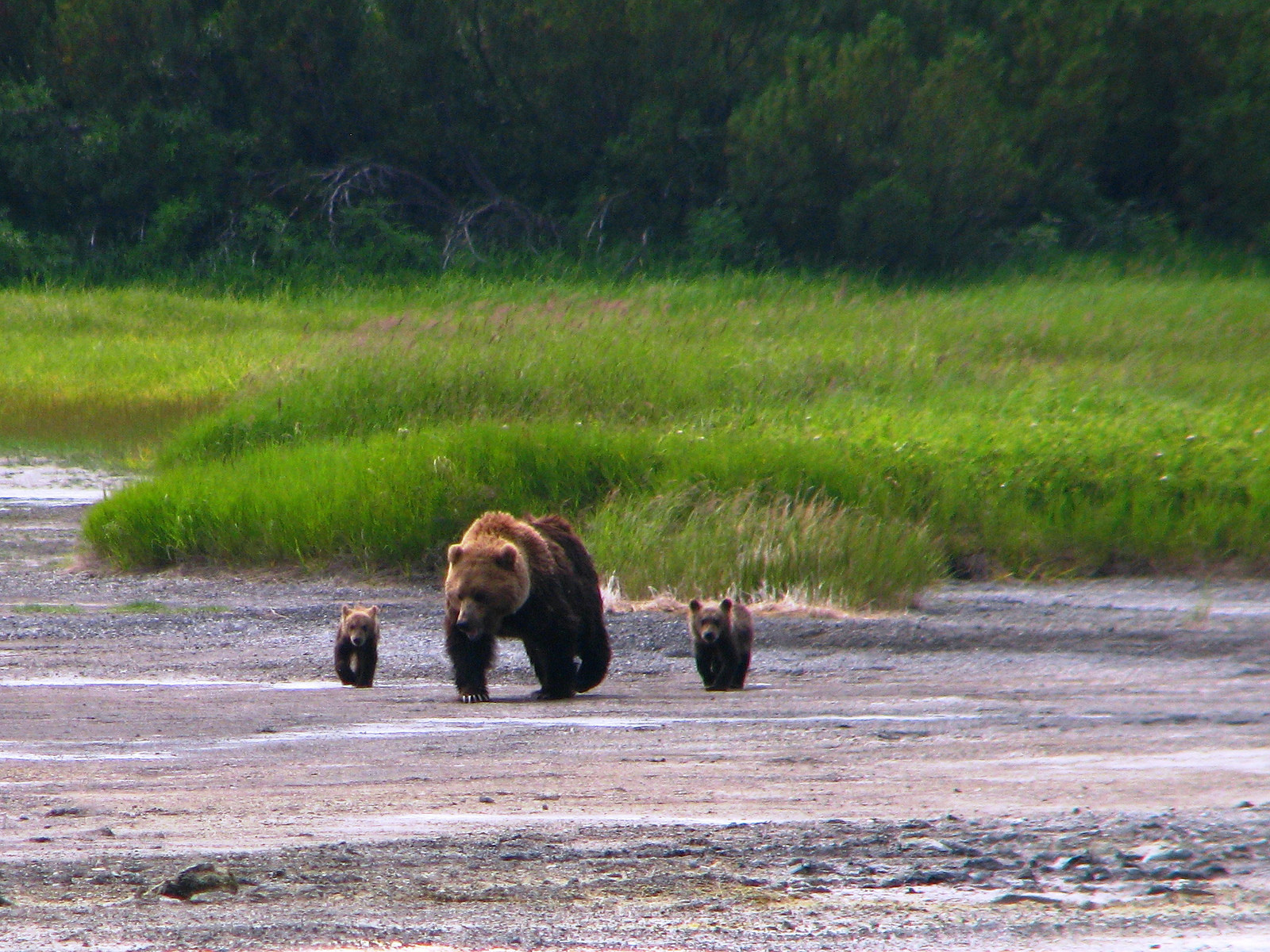 Семейка медведей, кальдера вулкана Узон на Камчатке. Фото 1 – фотографии России