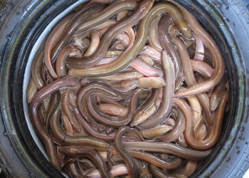 Тошниловка – фотографии Вьетнама