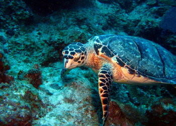 Жительница Тёркс и Кайкоса – фотографии Тёркс и Кайкос