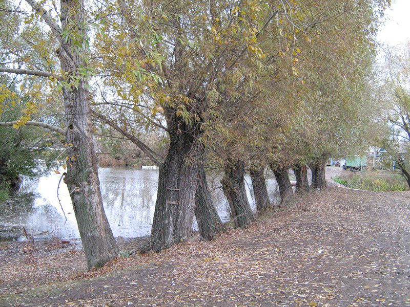 Природа в Судогде, Россия. Фото 1 – фотографии России