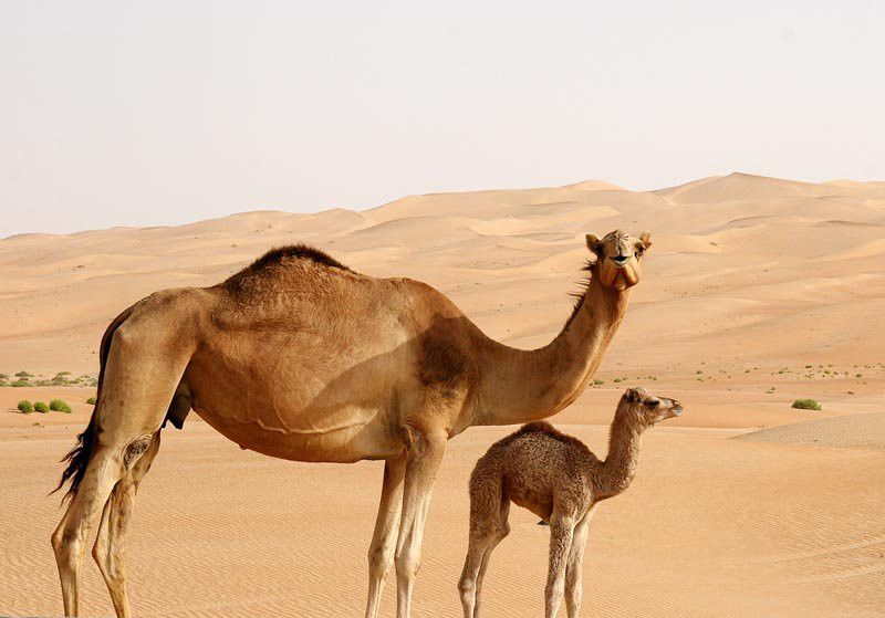 Абу-Даби, ОАЭ, фото № 60646 – фотографии ОАЭ