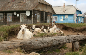 Козы на Большом Соловецком острове – фотографии России
