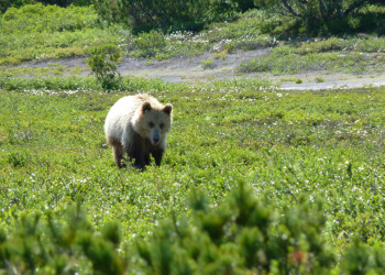Мишка в кальдере вулкана Узон на Камчатке. Фото 1 – фотографии России