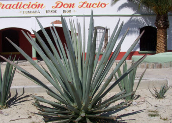 Агава, Мексика. Фото 6 – фотографии Мексики