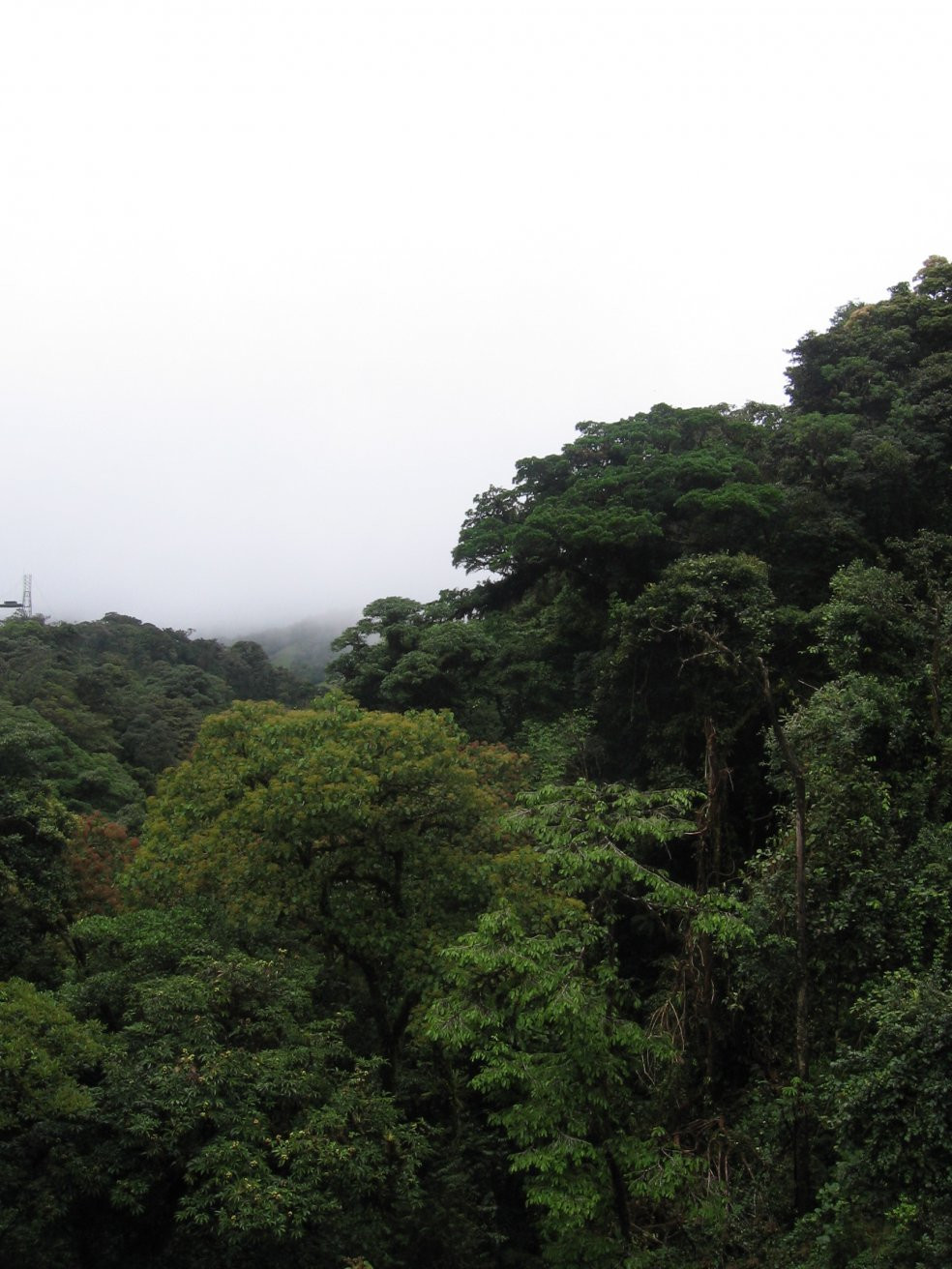 Монтеверде, Пунтаренас провинция, Коста-Рика, фото № 40747 – фотографии Коста-Рики