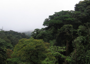 Монтеверде, Пунтаренас провинция, Коста-Рика, фото № 40747 – фотографии Коста-Рики