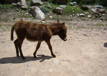 Киргизия, фото № 3159 – фотографии Киргизии