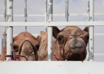 Оман, фото № 5225 – фотографии Омана
