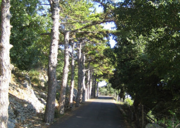 Аллея в Башка, Хорватия – фотографии Хорватии