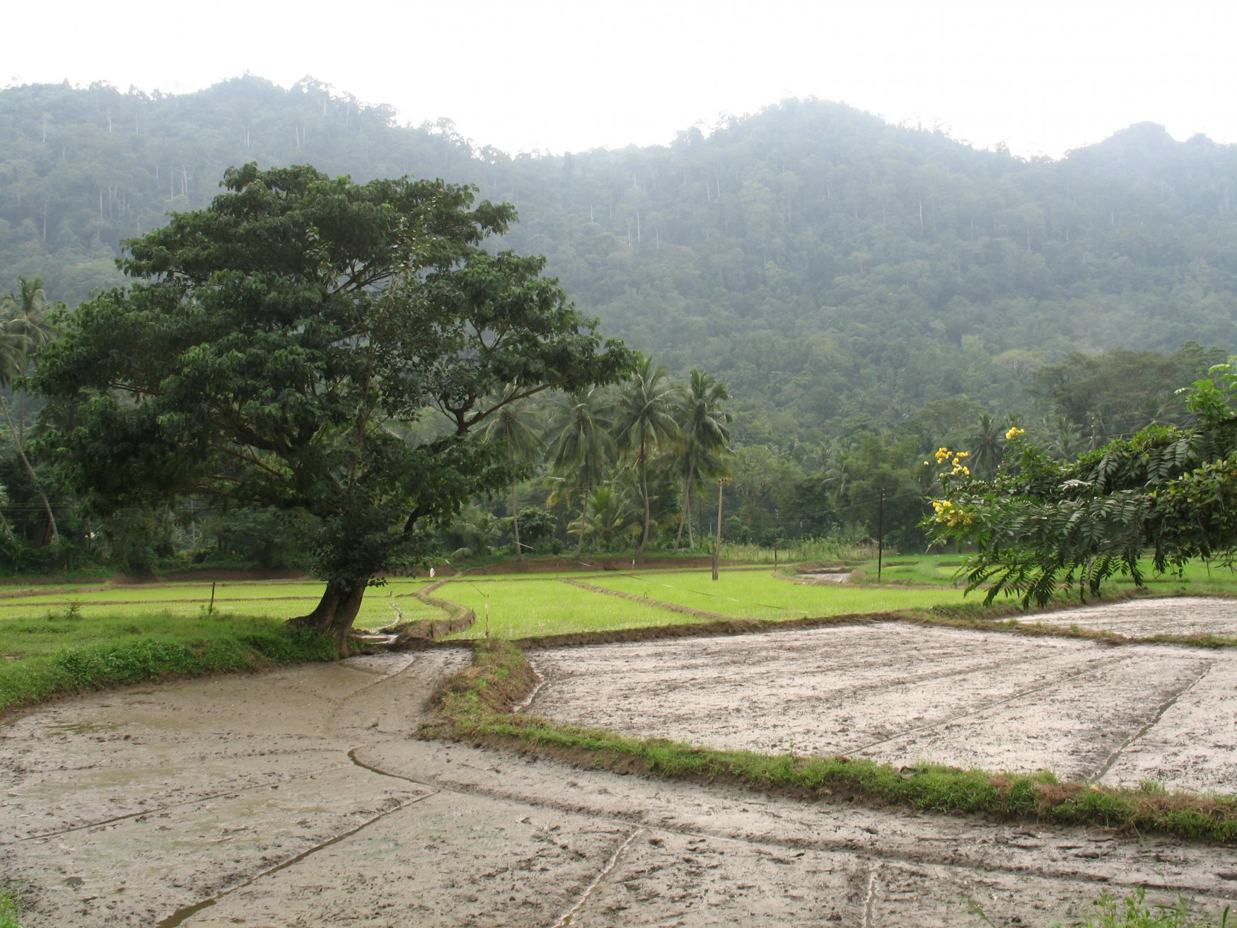 Курунегала, Шри-Ланка, фото № 51686 – фотографии Шри-Ланки