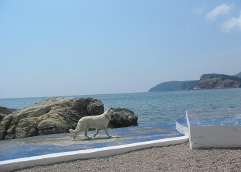 Собака на пляже в Сутоморе, Черногория – фотографии Черногории