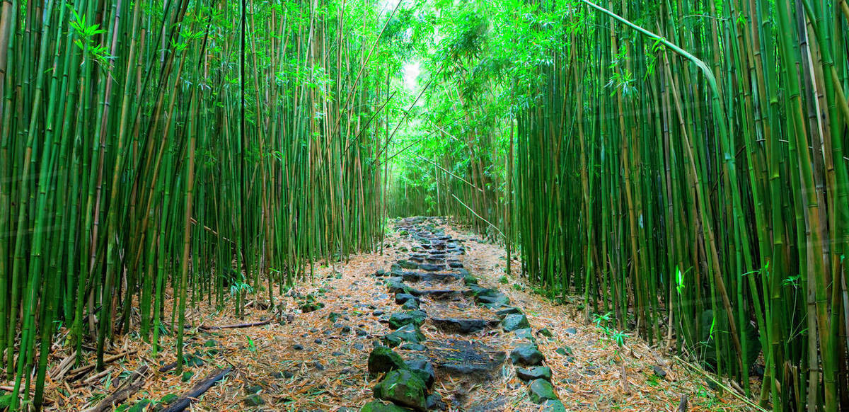 Арасияма рекомендуется к посещению рано утром – фотографии Японии