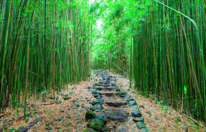 Арасияма рекомендуется к посещению рано утром – фотографии Японии