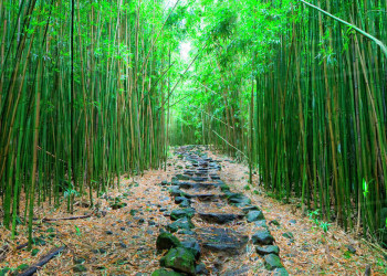 Арасияма рекомендуется к посещению рано утром – фотографии Японии