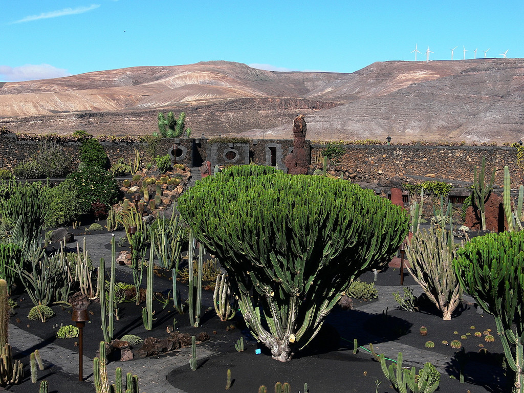 Кактусовый сад (Jardin de Cactus) – фотографии Канарских островов
